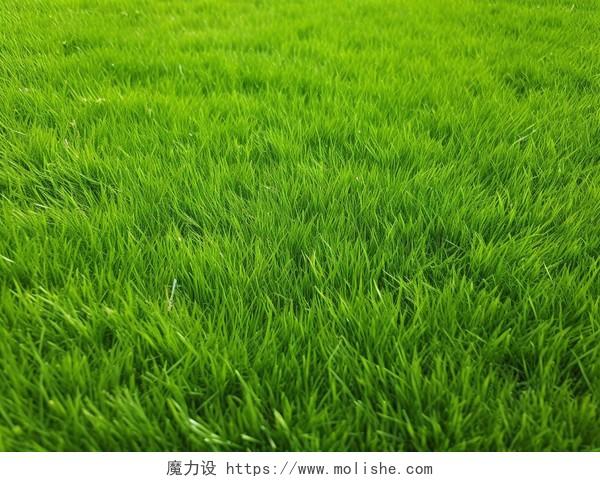 草纹理背景绿色草地春天清新风景美丽的大自然青草植物